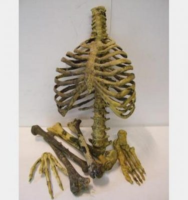 Assorted Plastic Resin Human Bones