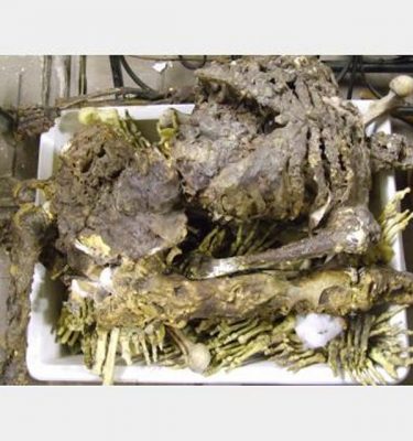 Rotting Plastic Resin Corpse Bones