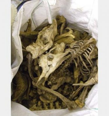 Animal Bones Assorted