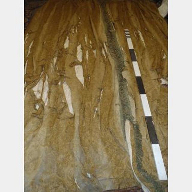 1100 Wf X 4250 Drop Scht Old Gold Damask Heavily Distressed With Fringe