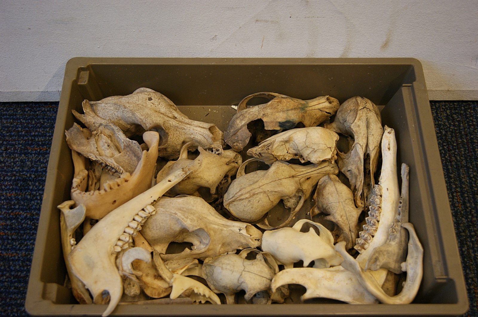 0044220 Assorted Mock Animal Bones ( H 8cm x 31 x 43 ) Stockyard Prop